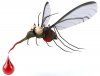 foto-mosquito (1).jpg