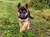 -german-shepherd-puppies-that-youll.jpg