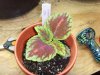 coleusrainbow329.jpg