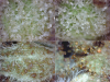 Trichomes - Clear vs Amber (2015-Nov-28) [400x300] .PNG