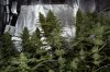 nrv_ppp_rqs_ck_nrv_ai_flower_day49a.jpg