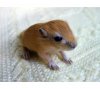 baby_gerbil_6_by_sayori_87.jpg