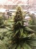 11.25_3x3diesel-skunk-bud.jpg