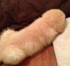 penis-dog.jpg