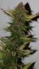 SandStorm-P1-Harvest-Day57-2.JPG