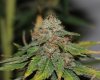 SandStorm-P1-Harvest-Day57-3.JPG