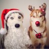 9149fa6c05c3780bdbfffa53d7064833--christmas-puppy-christmas-animals.jpg