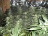 New Barn Grow 041.jpg