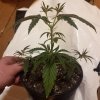downloadfile-5.jpg