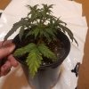 downloadfile-7.jpg
