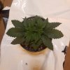 downloadfile-15.jpg