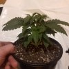 downloadfile-17.jpg