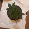 downloadfile-18.jpg