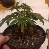 downloadfile-12.jpg