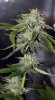 BlueHarley-F1-P2-Day55-Harvest-2.JPG