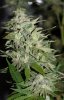 DreamRipper-F1-P1-Day55-Harvest-2.JPG