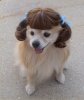 dog-in-ponytails.jpg