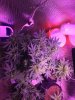 Sour Diesel Auto in Flowering.JPG