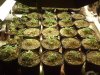 seed start + 24 Days.jpg