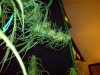 DSC00296.jpg