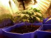 3rd Grow Transplant (3).jpg