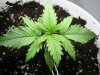 PIC_0010.jpg