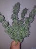 Bubba Kush harvest.jpg