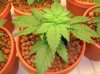 nice full leaves(day 28).jpg