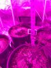 grow tent 12 days earlier.jpg