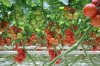 Blush® Large Truss Tomatoes_BODY.jpg