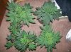 dirtmeds-albums-growop-09-picture49956-top-view-all-plants-26.jpg