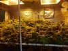 Scrog.jpg