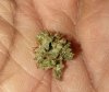 STD nug smoke review.jpg