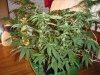 67 day old Adam 29th day flowering 2.JPG