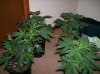 dirtmeds-albums-growop-09-picture50407-all-plants-just-before-flipping.jpg
