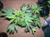 dirtmeds-albums-growop-09-picture50411-top-aurora-indica-clone-before.jpg
