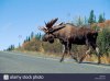 alaska-big-lake-bull-moose-alces-alces-crossing-road-on-a-busy-highway-BG6AN4.jpg