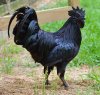 cemani-chickens-01.jpg