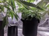 Day 5 Flower -- Plant Health 2.jpg