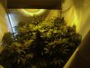 ogkush13-albums-g-13-haze-picture50544-week-7.jpg