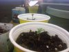 started out in clay pots. started drooping. transplanted to better soil this morning.jpg