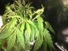 IMG-20180523-01352.jpg