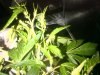 IMG-20180523-01350.jpg