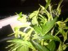 IMG-20180523-01347.jpg
