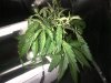 IMG-20180523-01339.jpg