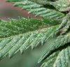 get-rid-of-spider-mites-on-marijuana-plants.jpg