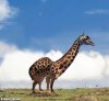 Mutant-Camel-Giraffe--45271.jpg