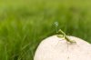 animal-funny-grasshopper-2876.jpg