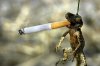 Funny Animal Smoking.jpg