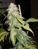 PlatBubKush close-up 4-8.jpg